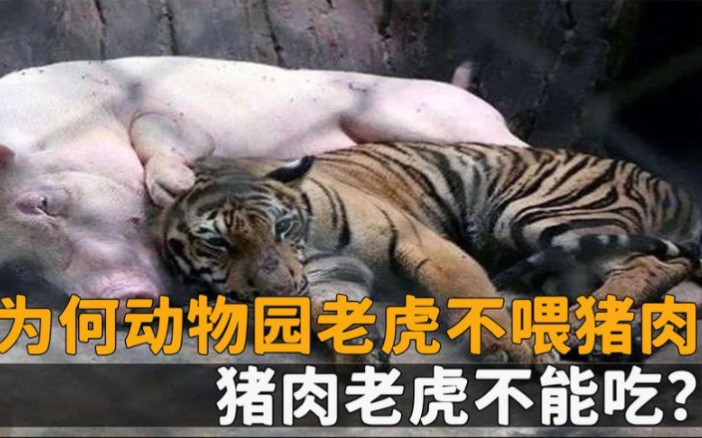 为何动物园老虎不喂猪肉,饲养员表示不敢喂,猪肉老虎不能吃吗哔哩哔哩bilibili