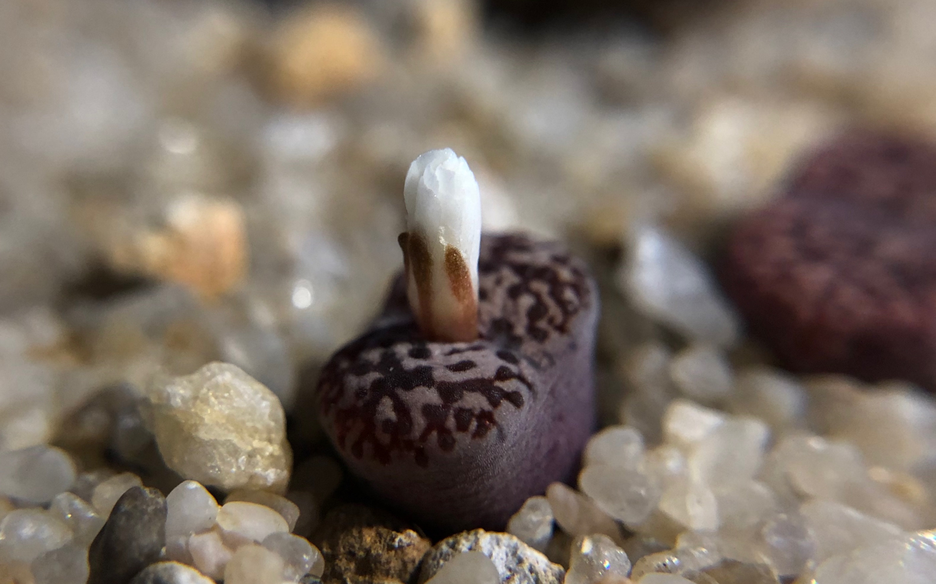 鸟哈尼第一天开花记录