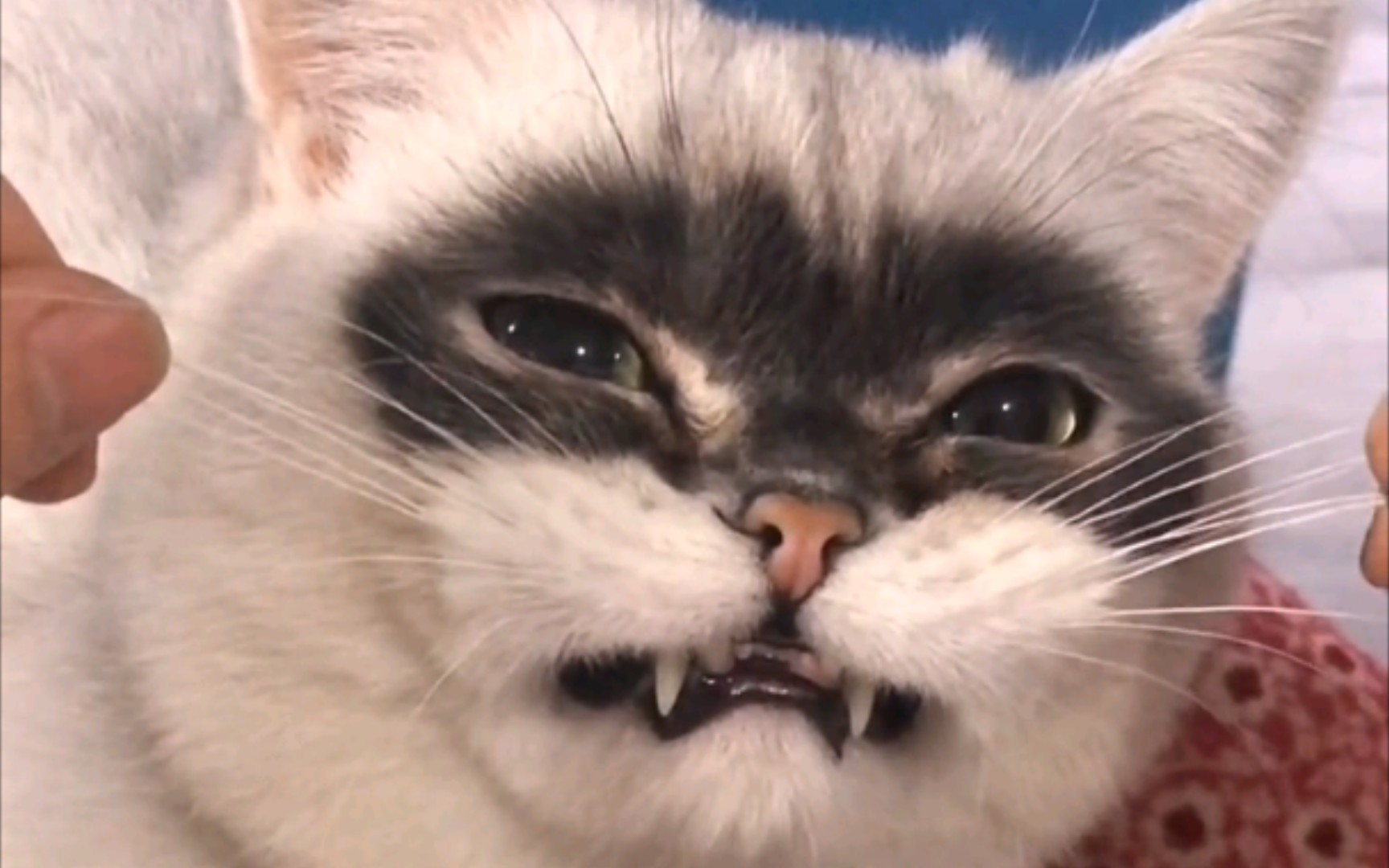 猫:强颜欢笑罢了!