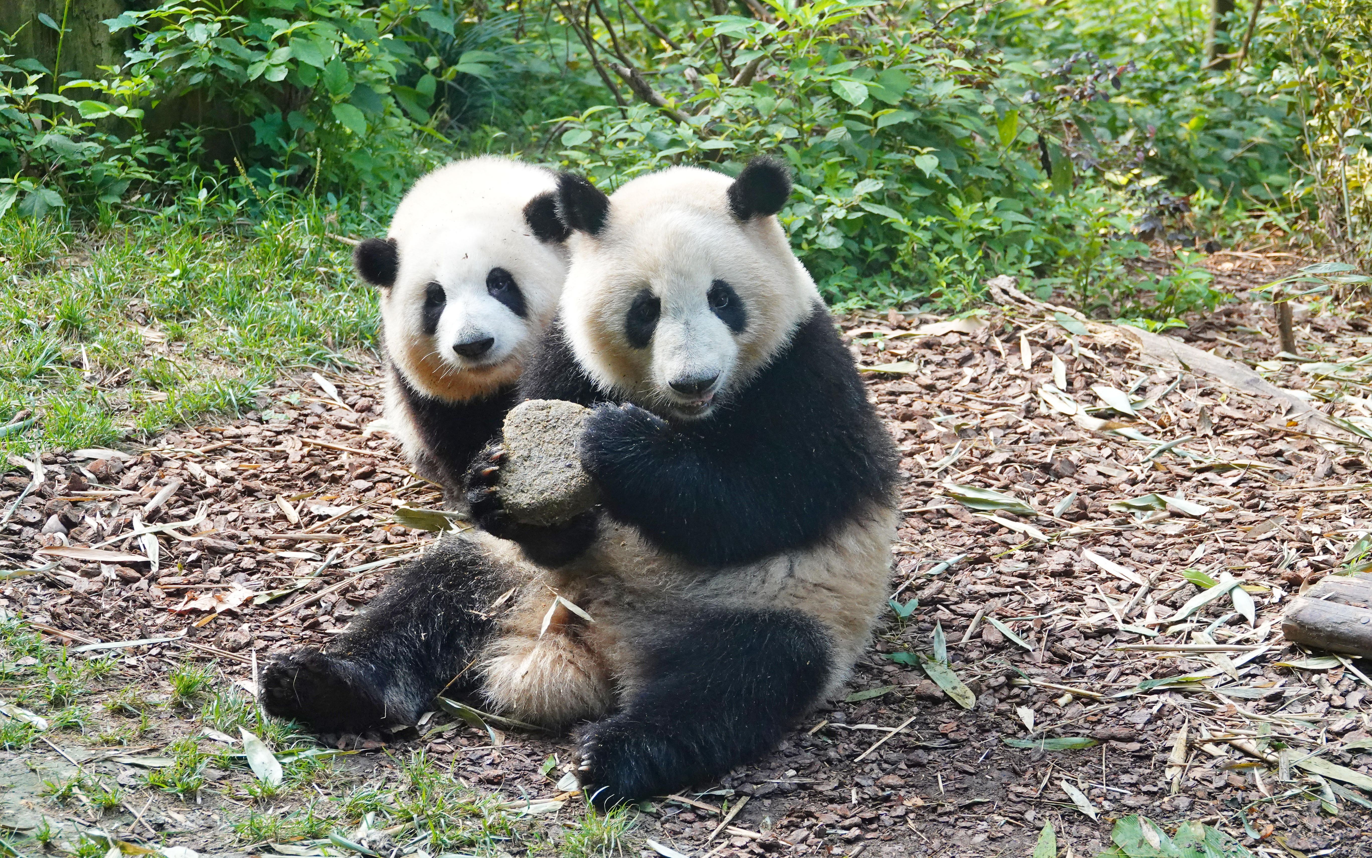 和花和叶两岁生日会