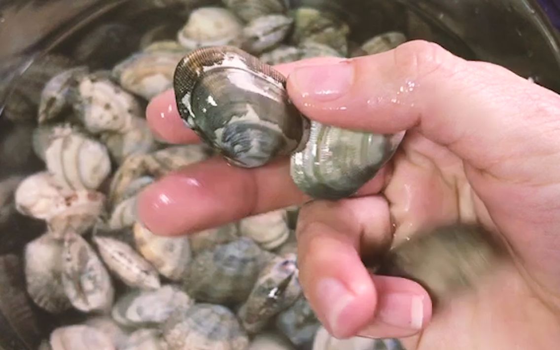 清洗花甲最简单的方法,只需在水里加点它,脏东西自己跑出来