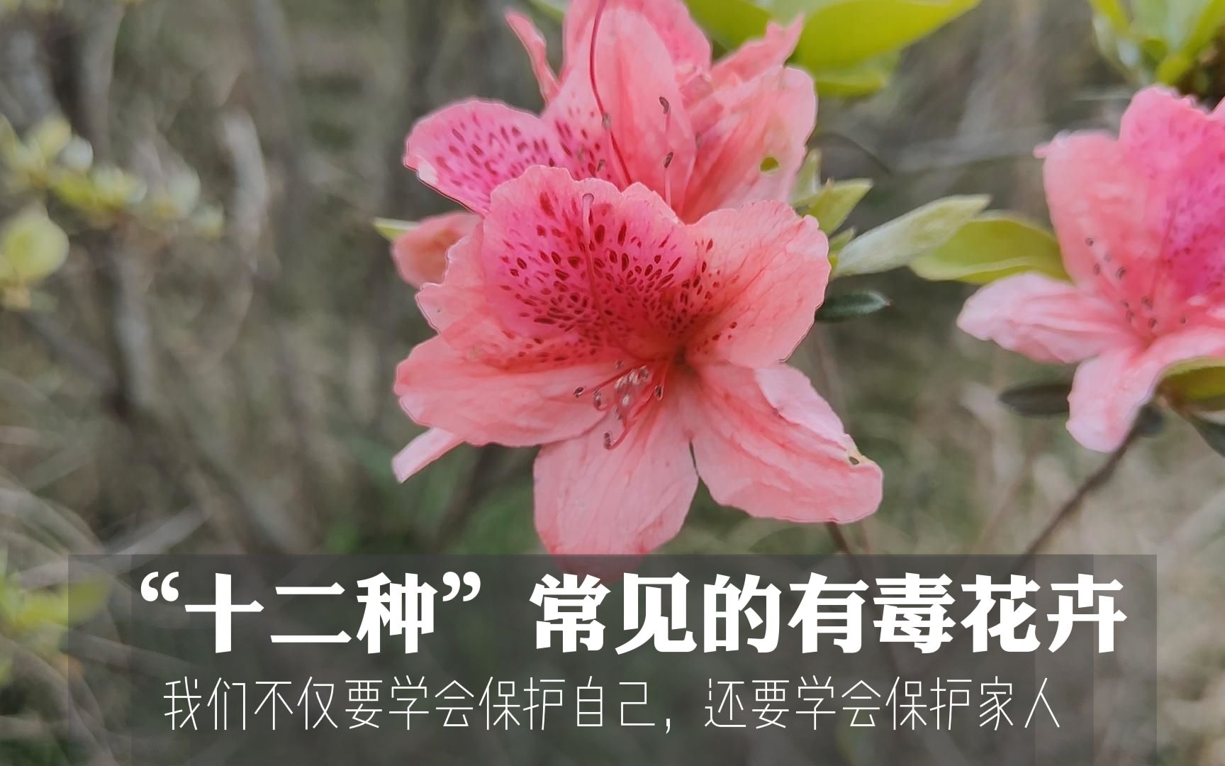 "十二种"常见的有毒花卉,你家中养的有吗?孕妇和儿童要注意!