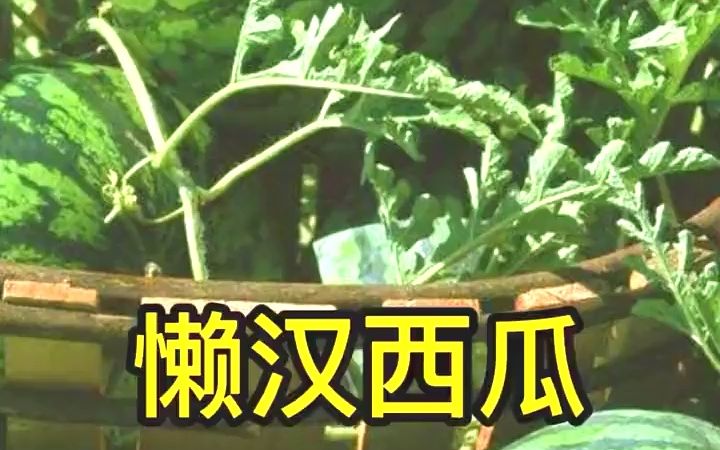 西瓜种子#好物分享#好物推荐哔哩哔哩bilibili