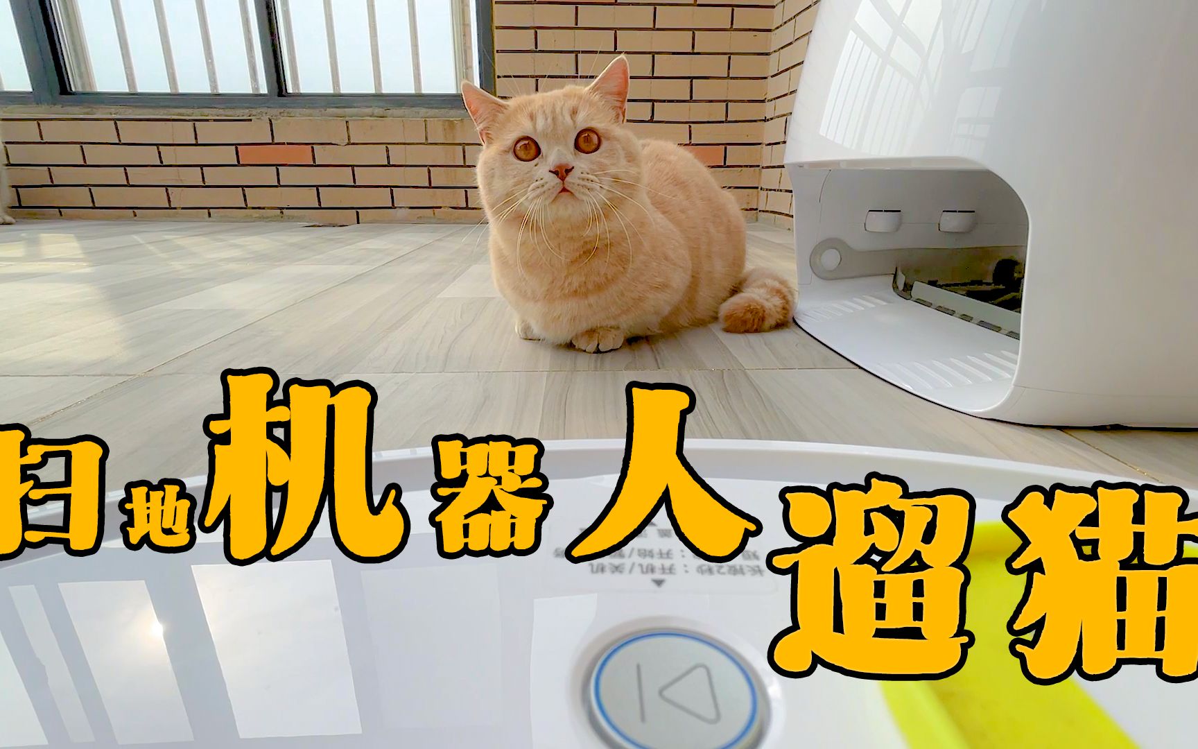 用扫地机器人遛猫是种怎样的体验猫咪铲屎的又想坑我