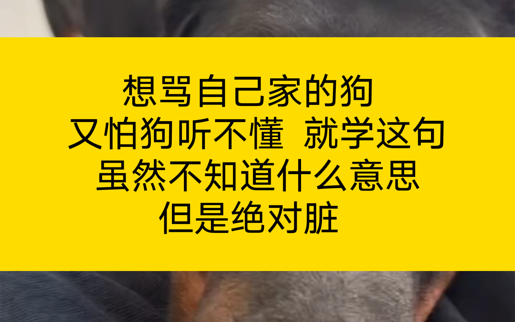 想骂自己家的狗 又怕狗听不懂 就学这句 虽然不知道什么意思 但是绝对脏哔哩哔哩bilibili