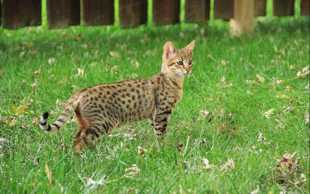 [图]猫奴们梦寐以求的世界上最大的家养猫--萨凡纳猫，缩小版的猎豹