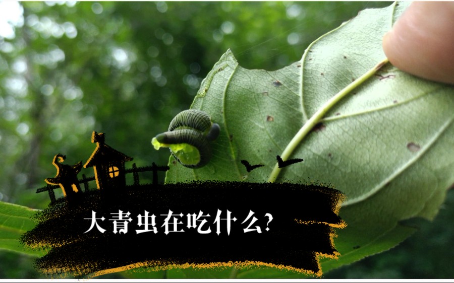 大青虫在吃什么?——发现100种染料植物,第25种哔哩哔哩bilibili