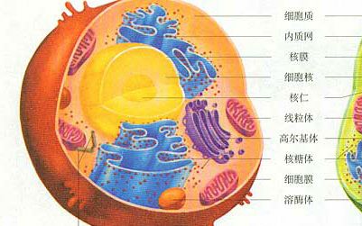 滴胶] 动物细胞模型亚显微结构