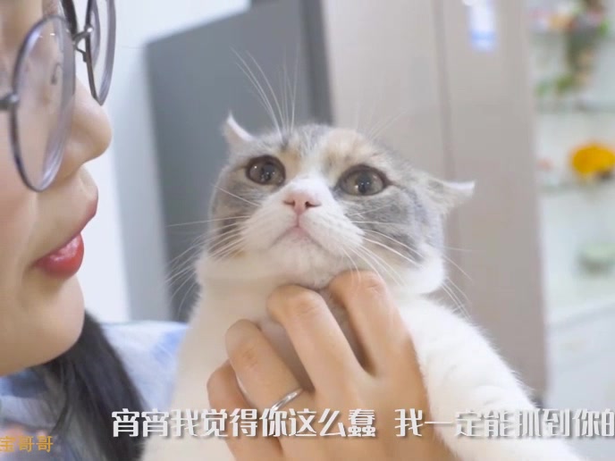 萌猫宝哥!第一期图片