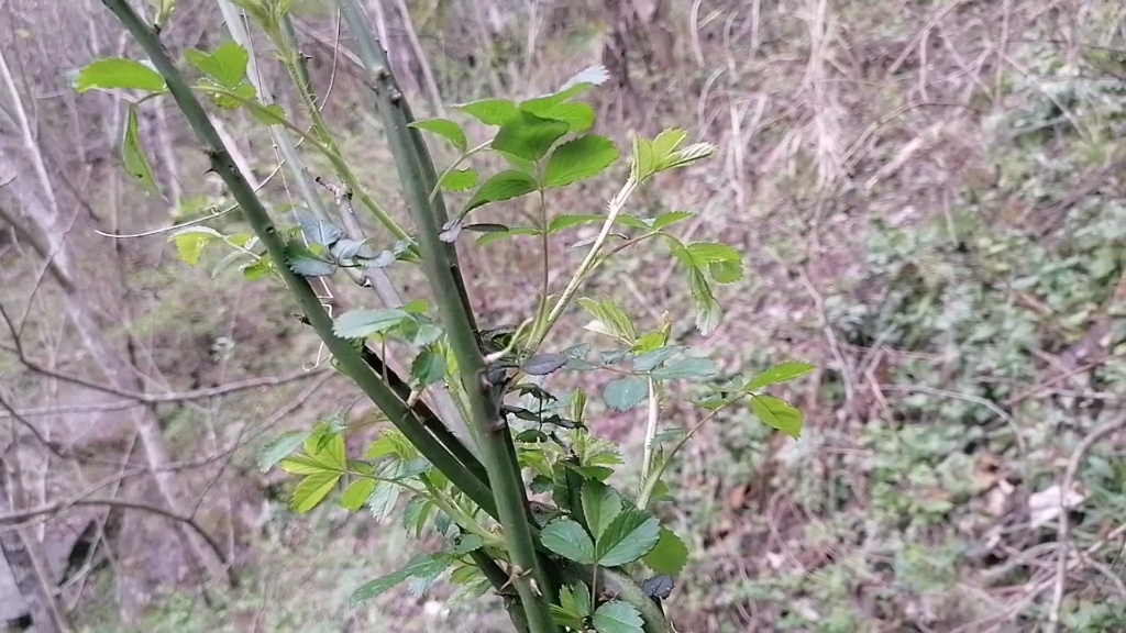 非常奇特的野蔷薇杆子,看起来非常像一条青蛇,走进一看确实这个样子.