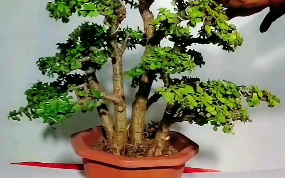 金枝玉叶造型