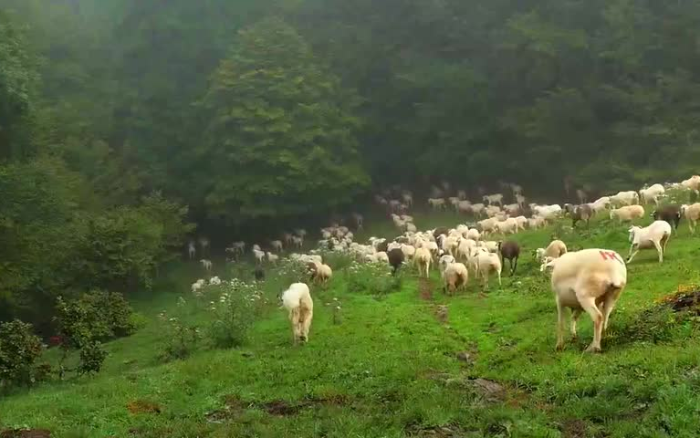 [图]（52集完结）适合低龄孩子科普启蒙的动物成长类纪录片|如果我是一只动物