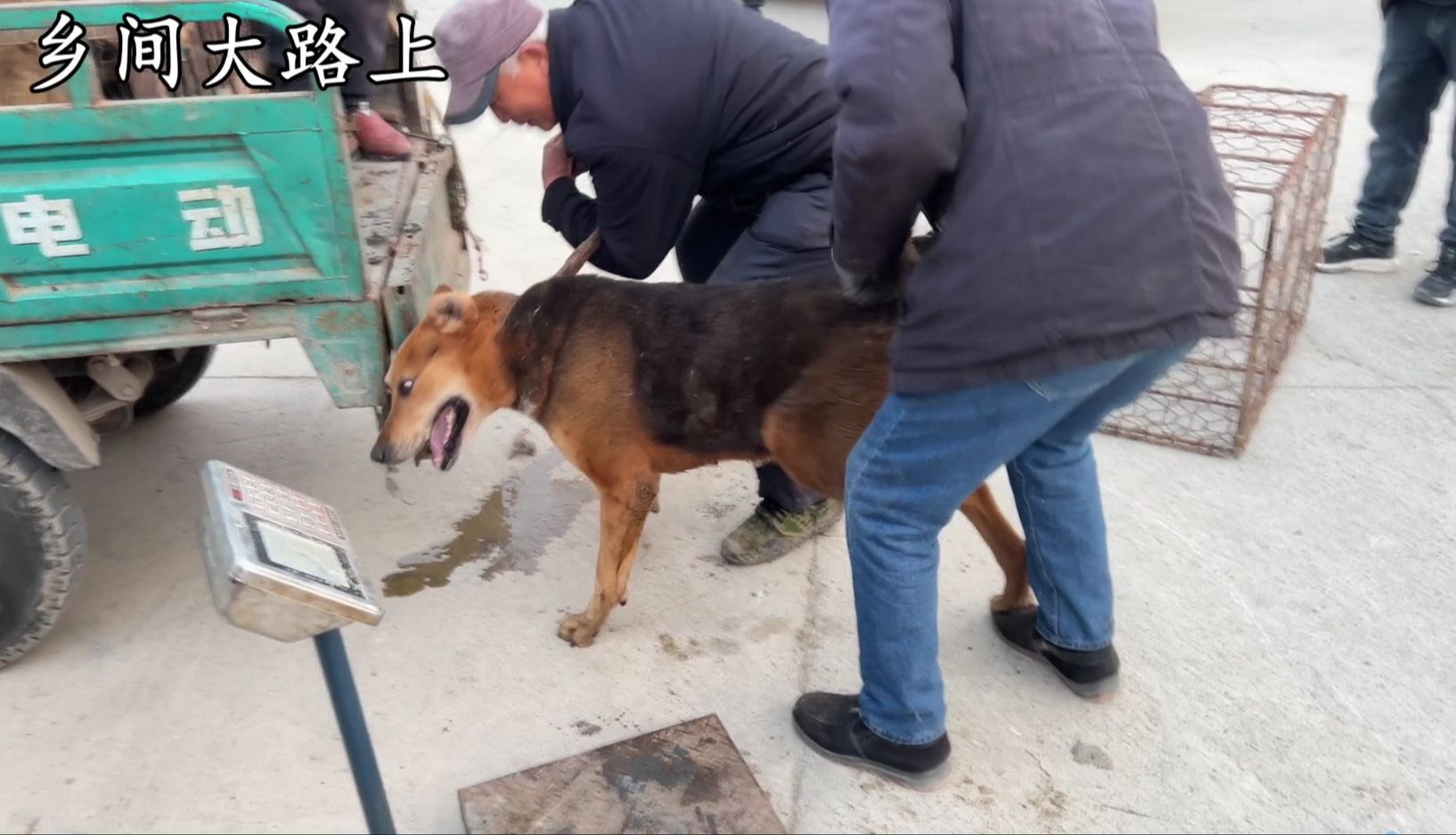 狼狗大进狗肉车费劲,铁夹子钳头拽着尾巴,二人合力使大劲才进去