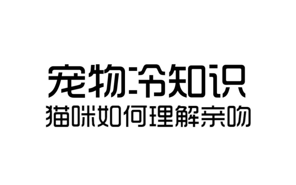 猫咪是如何理解亲吻的?哔哩哔哩bilibili