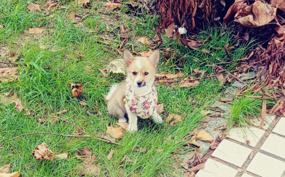 新人b站首次发布宠物狗视频 流浪狗涂涂 泰迪monkey 遛宠日常_哔哩哔