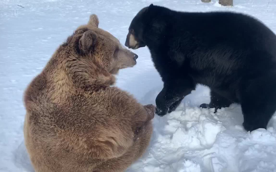 [图]下雪了，带上你家的熊一起玩吧！