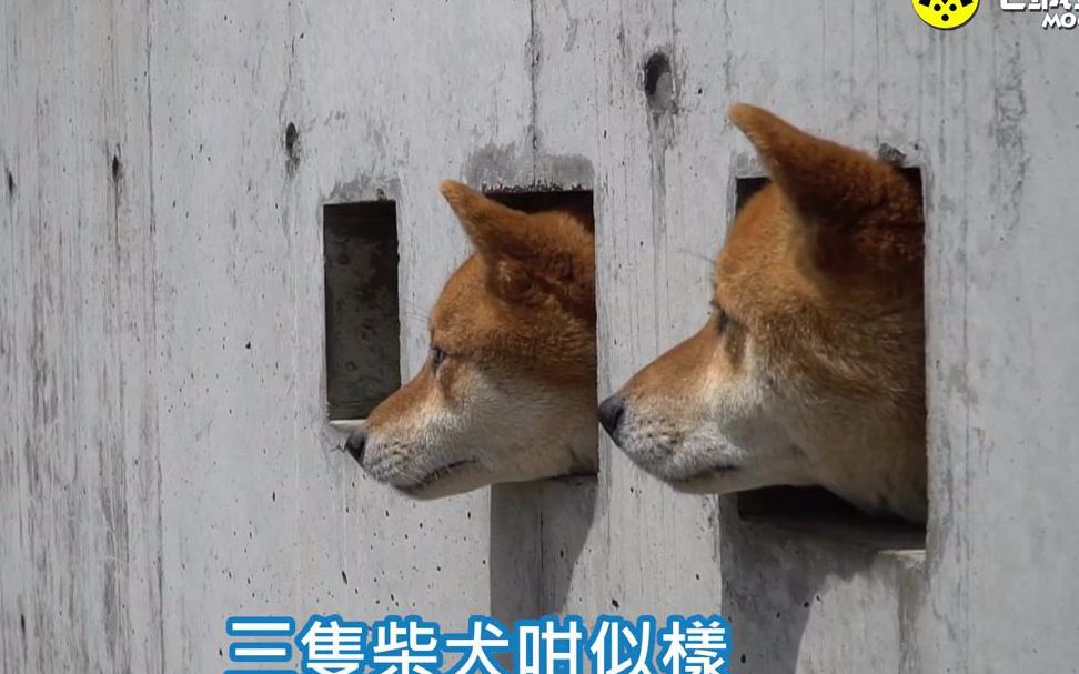 [图]【岛原三柴】内有恶犬出动，行人勿围观！