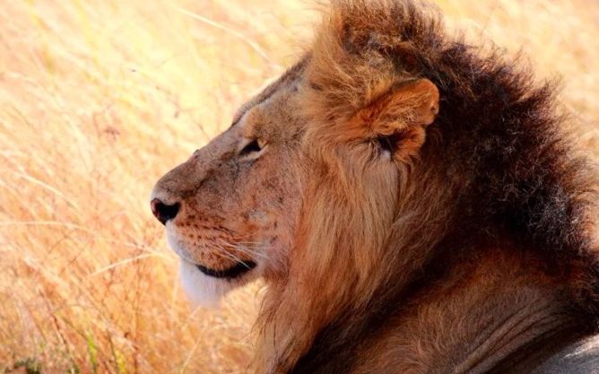 食人雄狮跳上车顶_哔哩哔哩 (゜-゜)つロ 干杯~-bilibili