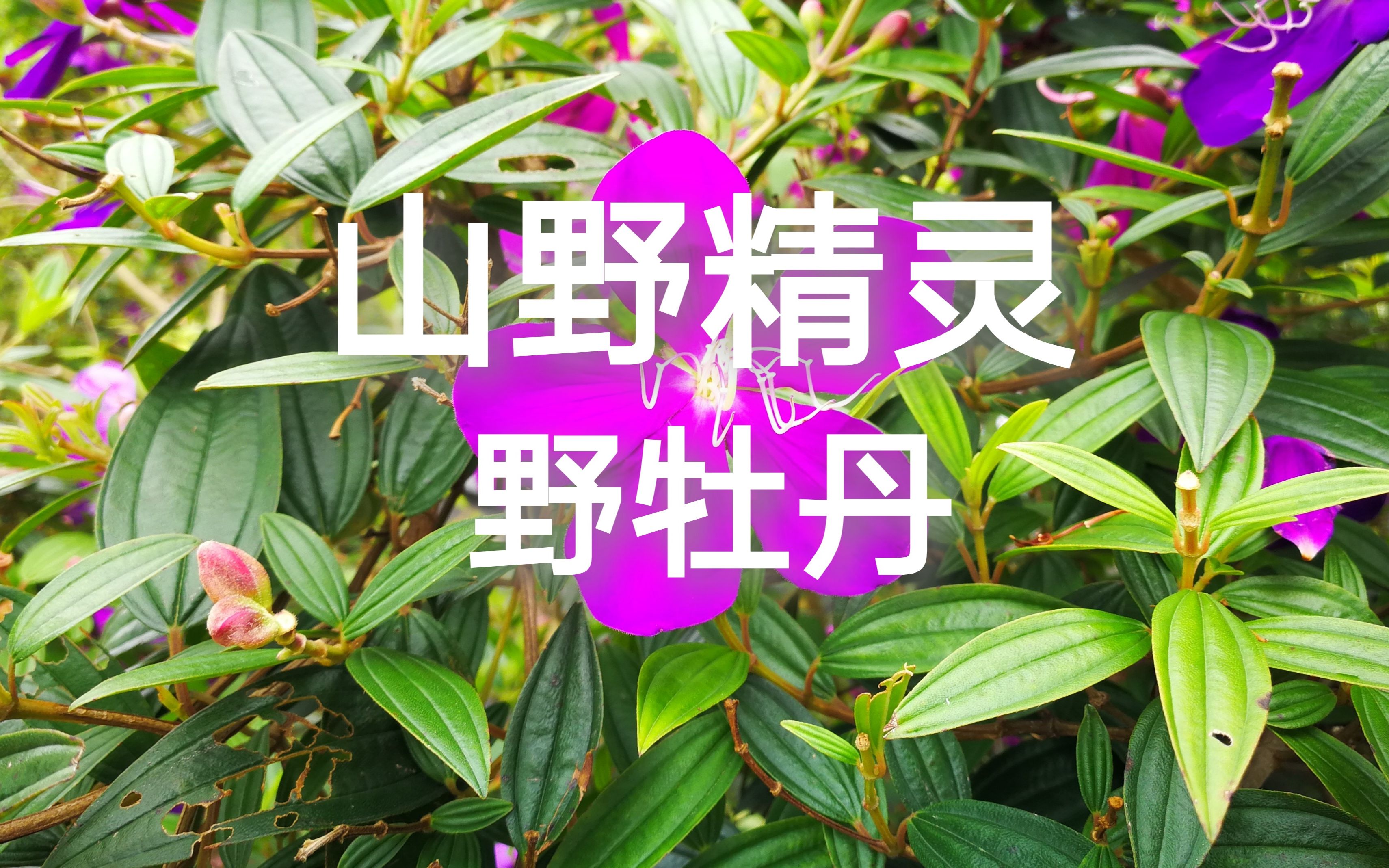 【草木生辉】山野精灵 野牡丹|植物科普|自制|4K|庭荺学社哔哩哔哩bilibili