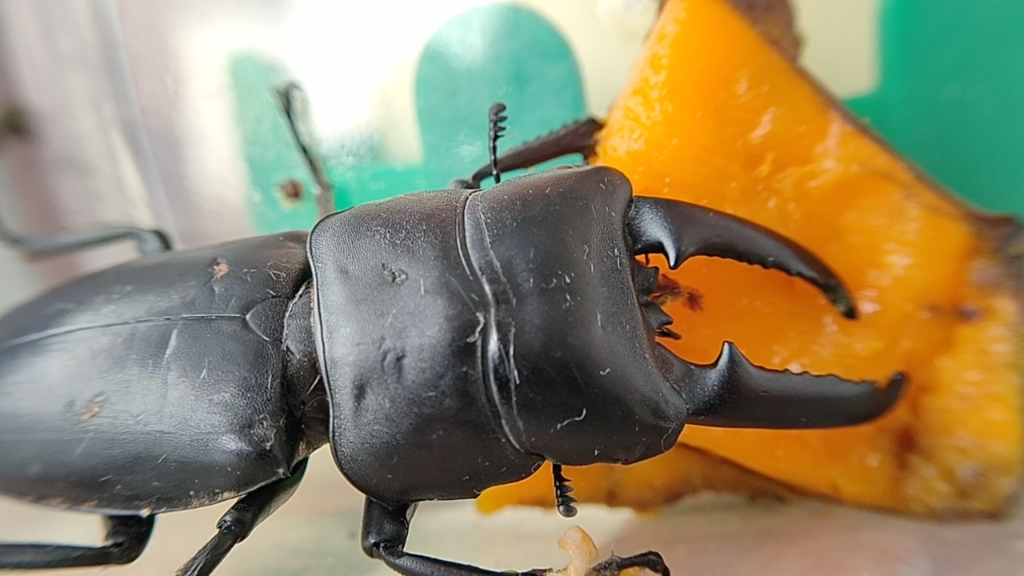 锹甲吃播你一般给它吃什么呢