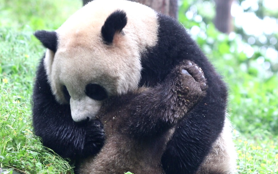 【大熊猫乔伊】抱起心爱的琵琶腿