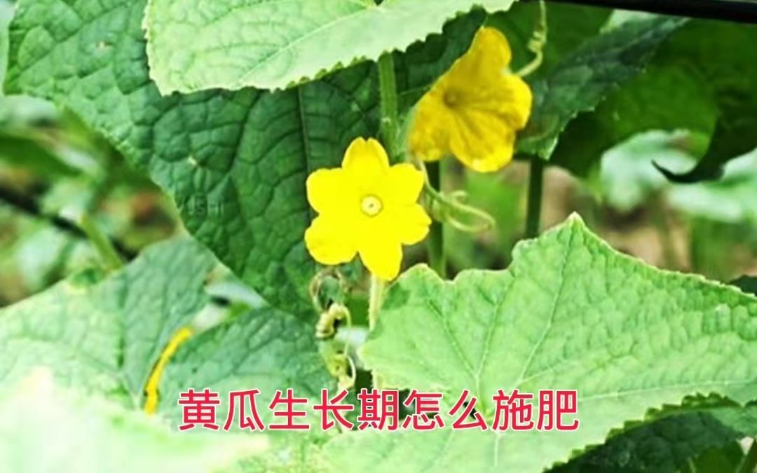 黄瓜生长期怎么施肥哔哩哔哩bilibili