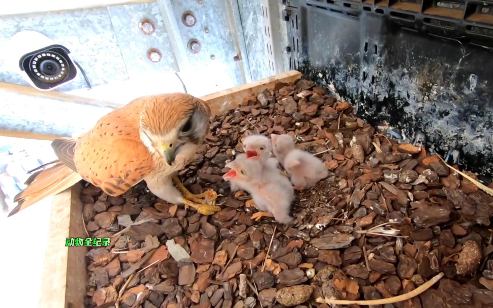 我们新关注了一窝红隼,它们孵化出了三只幼崽,是不是很可爱?