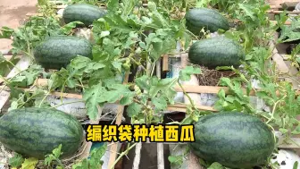 Download Video: 用编织袋在家种植西瓜，方法简单易学，在阳台小院都能种