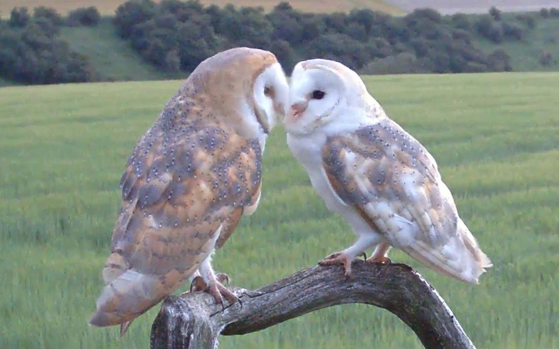 各种动物求偶合集【robert e fuller】