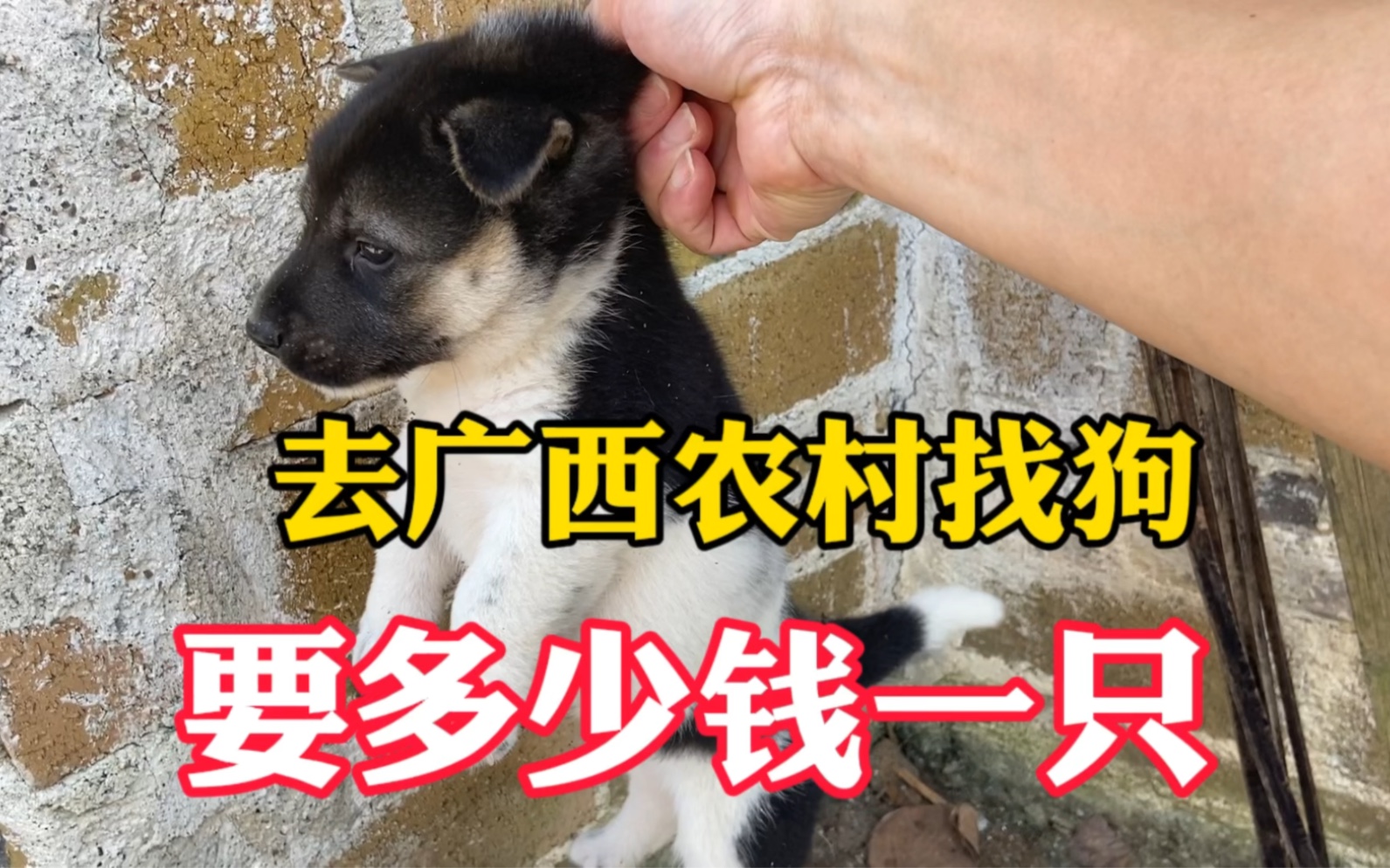 广西农村土狗多,在农村买一只狗要多少钱?