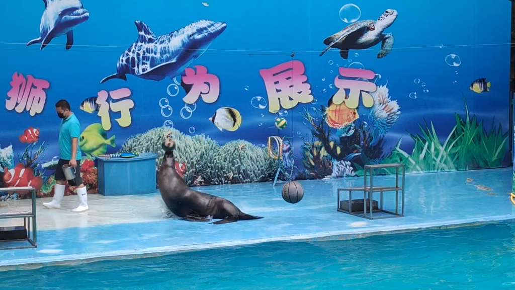 杭州动物园海狮表演_哔哩哔哩_bilibili