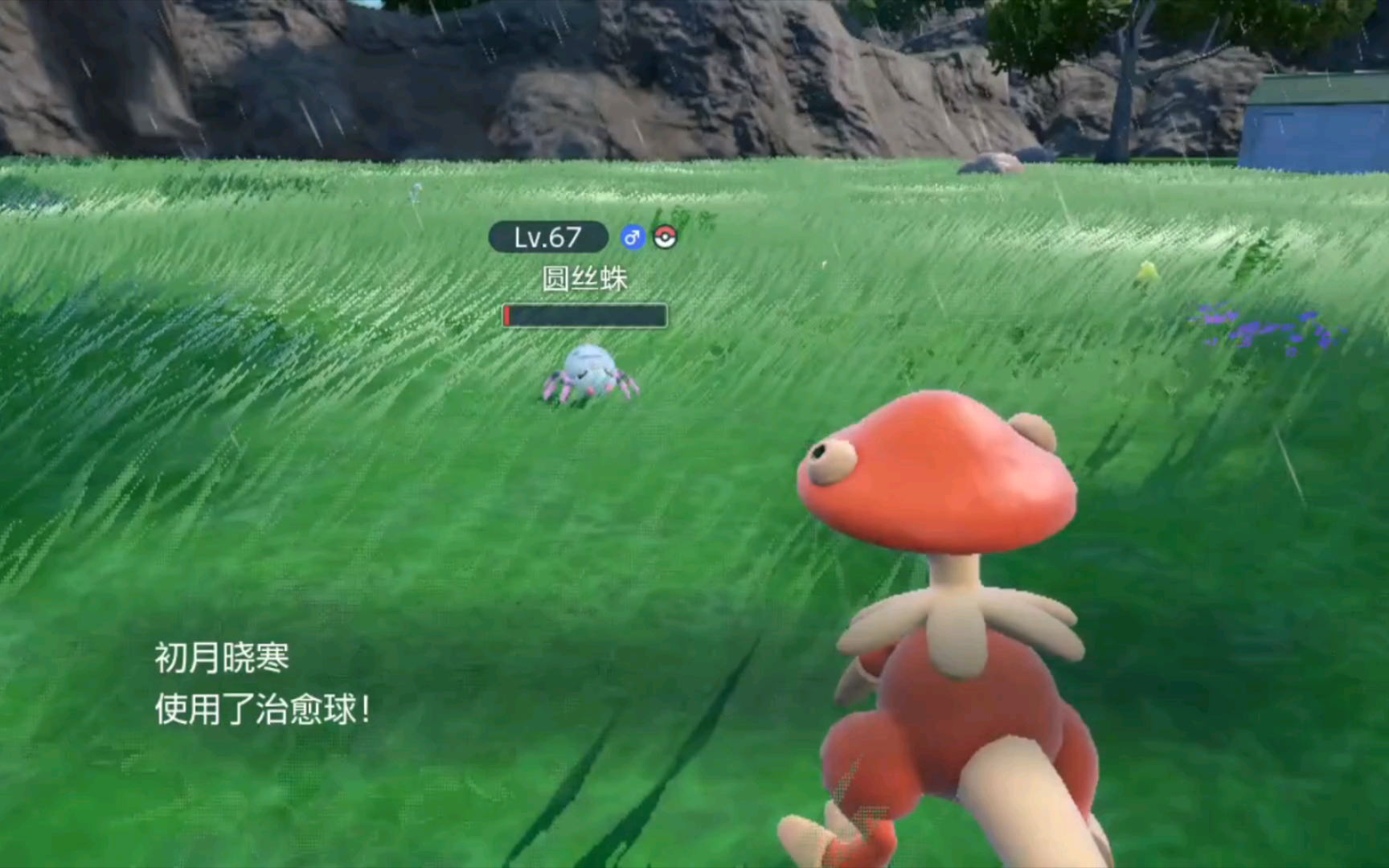 【宝可梦朱紫】路闪,闪光圆丝蛛get!治愈球