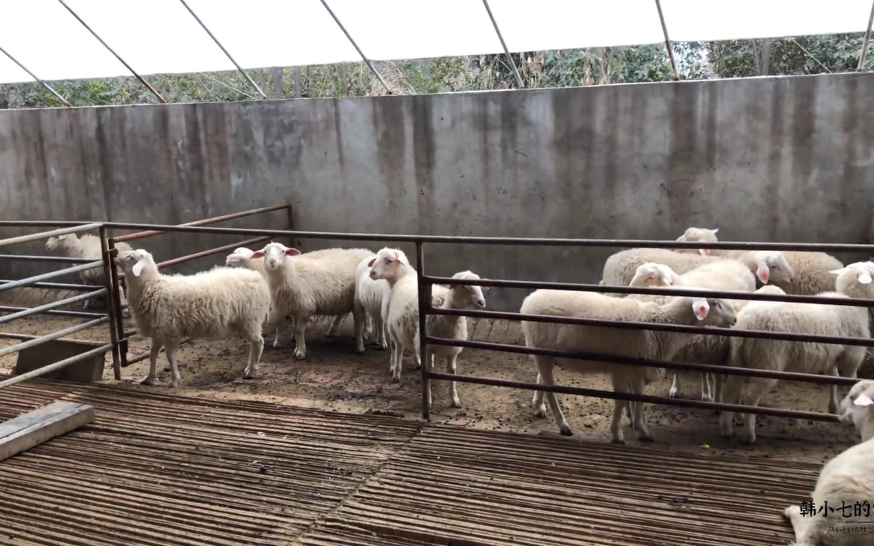 三元杂交四系配套的肉羊新品系,适合养殖户圈养的致富项目瞧瞧吧