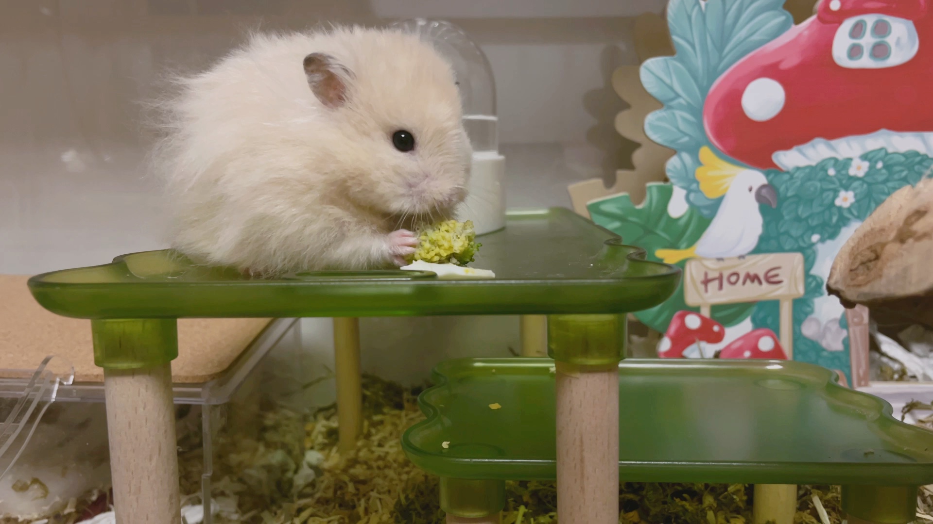 金丝熊吃播吃菜2.0它好斯文