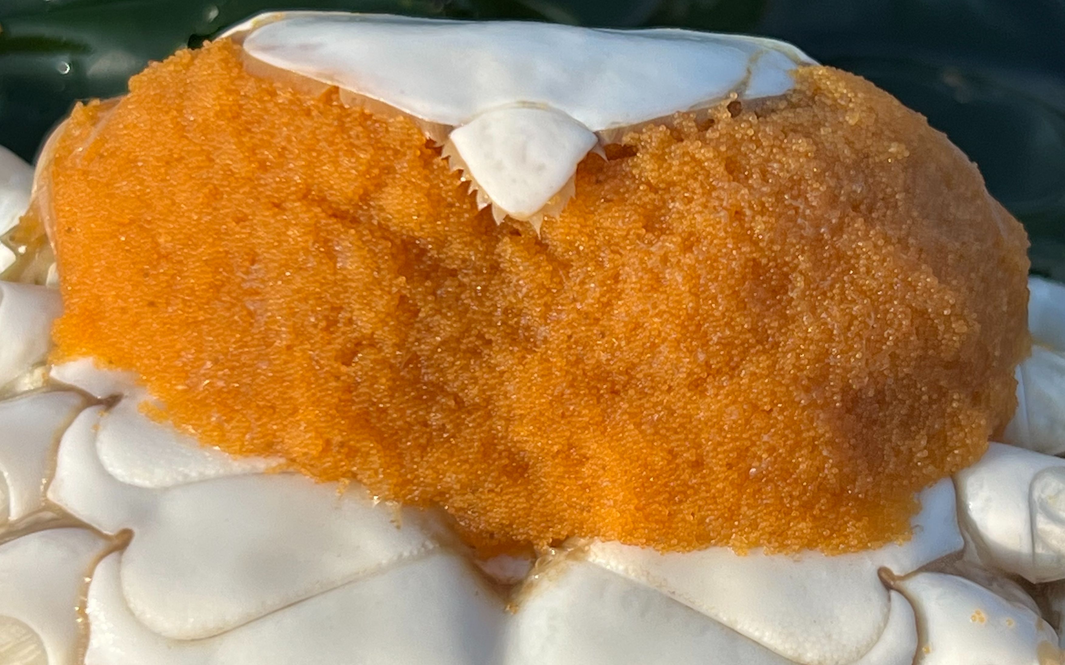 大庆赶海,退潮后抓到一只螃蟹带着一窝小宝宝,还有大个毛蛤