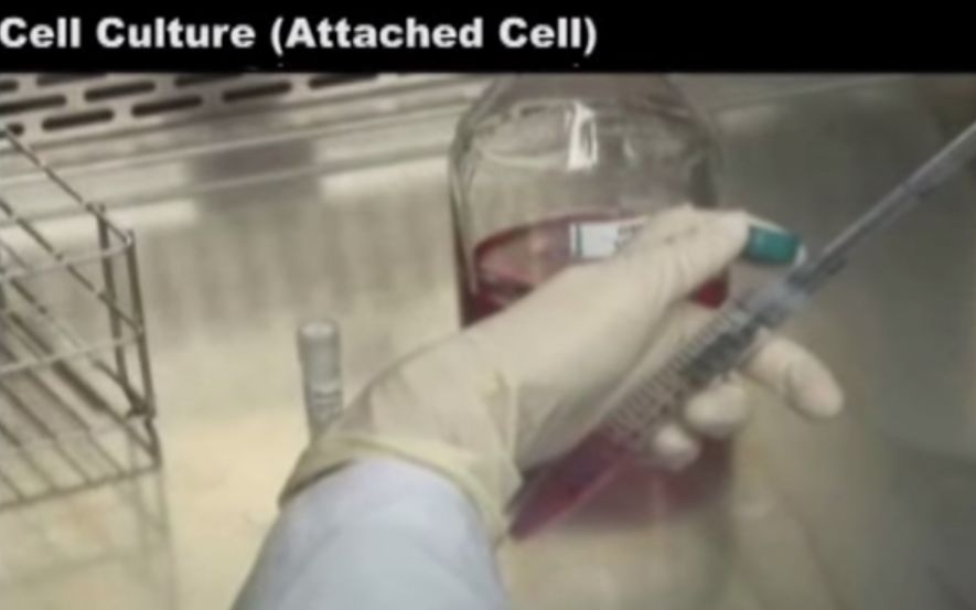 HeLa 复苏细胞 细胞传代 细胞计数 冻存细胞Cell Culture (Attached Cell)哔哩哔哩bilibili