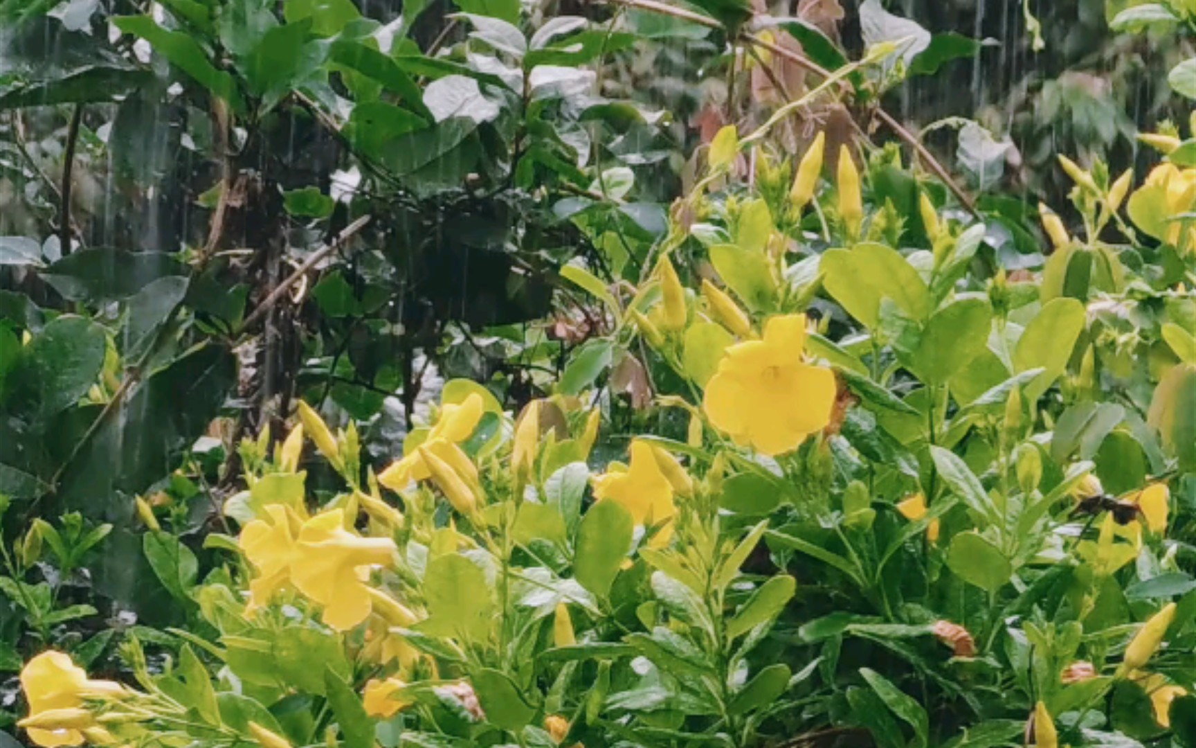 [图]雨打“芭蕉”，真落雨无情