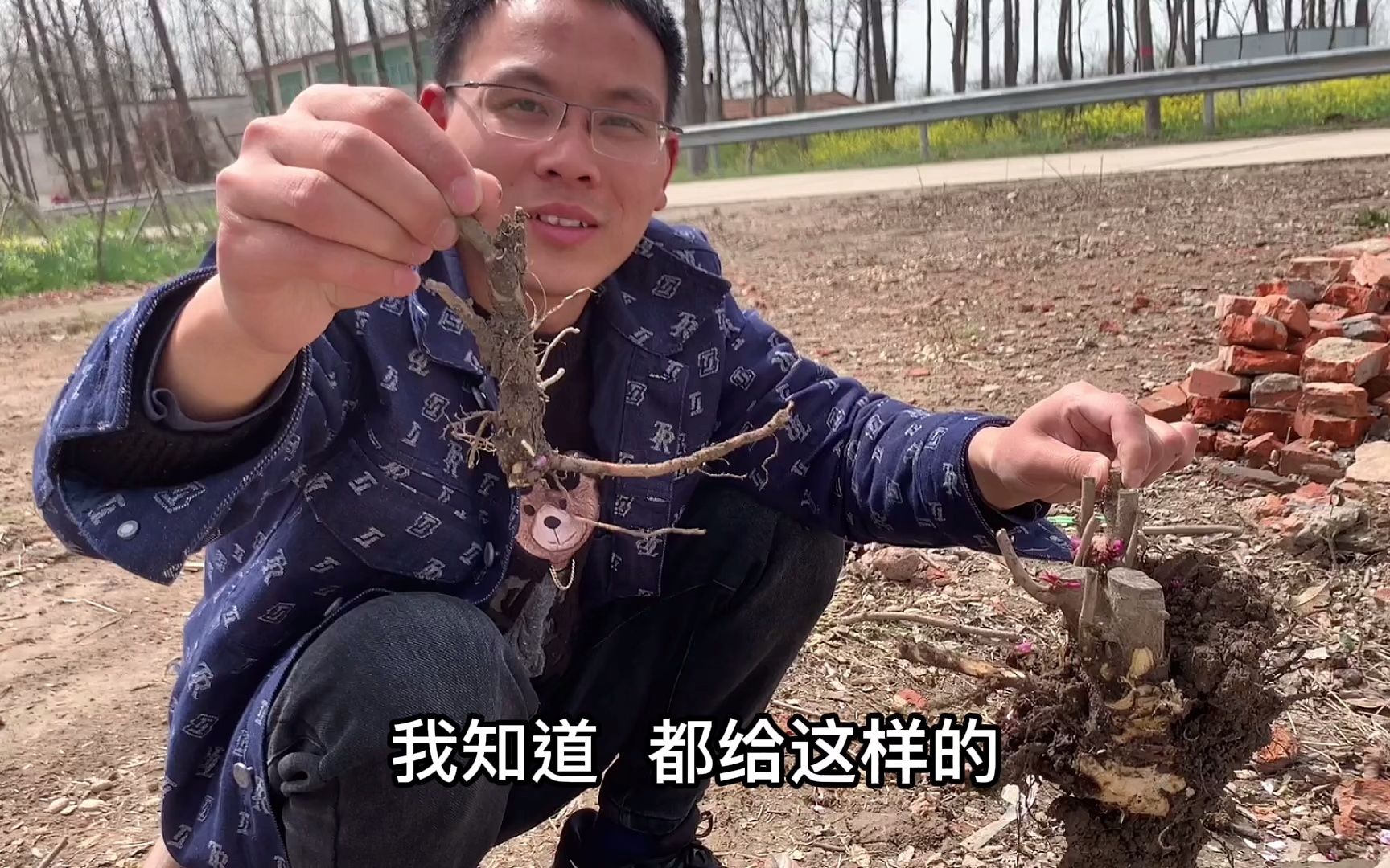 丈母娘想栽紫荆花树,女婿赶紧挖几棵送去,有个大院子真好哔哩哔哩bilibili