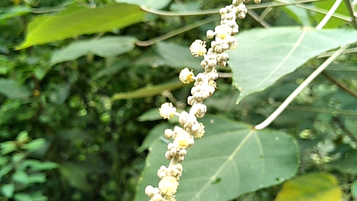 盛夏的芳香草本植物——白背叶哔哩哔哩bilibili