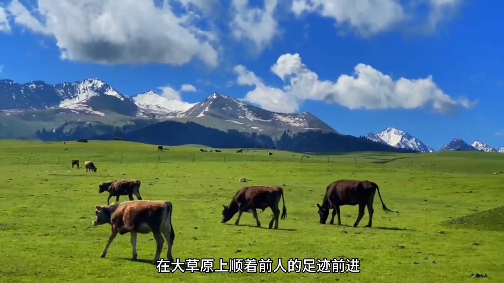 山坡上,牛羊们正享受着这片广阔的天地,这好像一个草原版世外桃源.