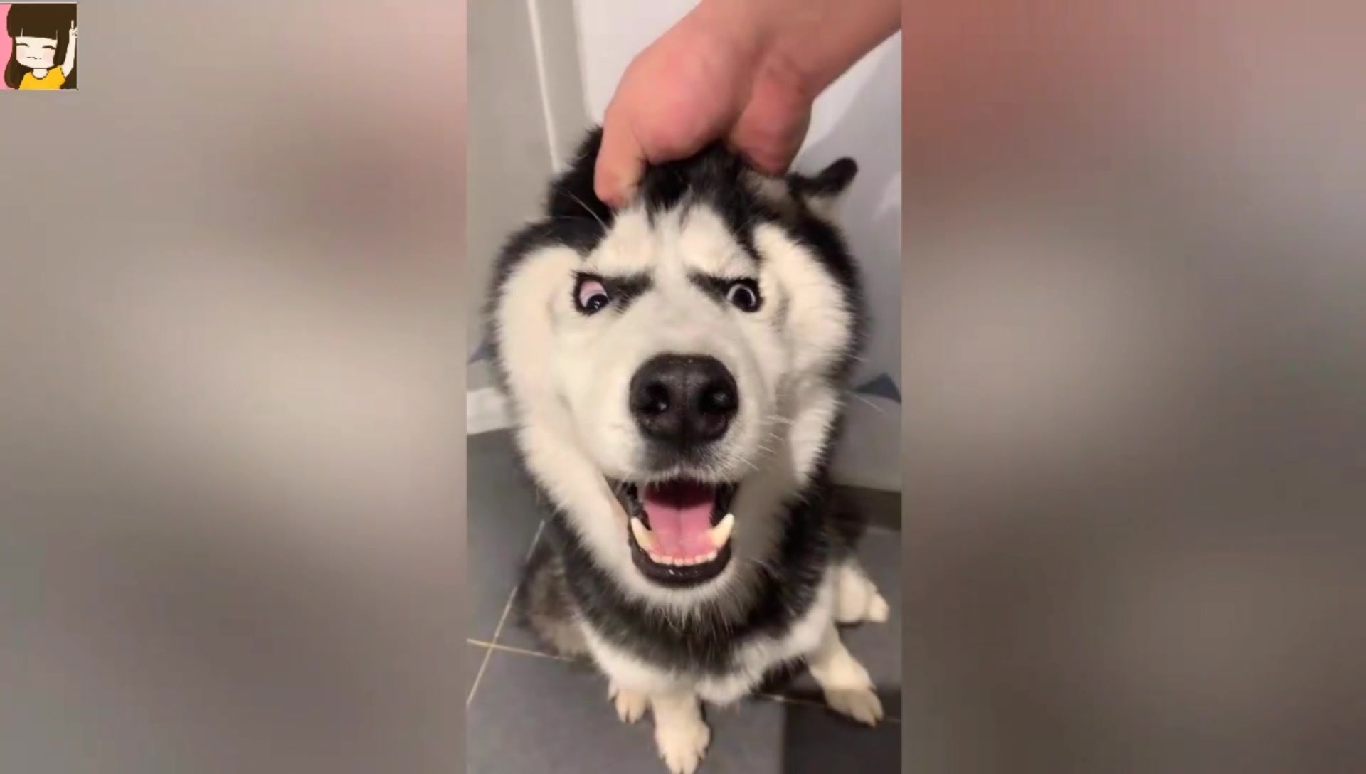 搞笑视频合集,家有二哈,如获至宝