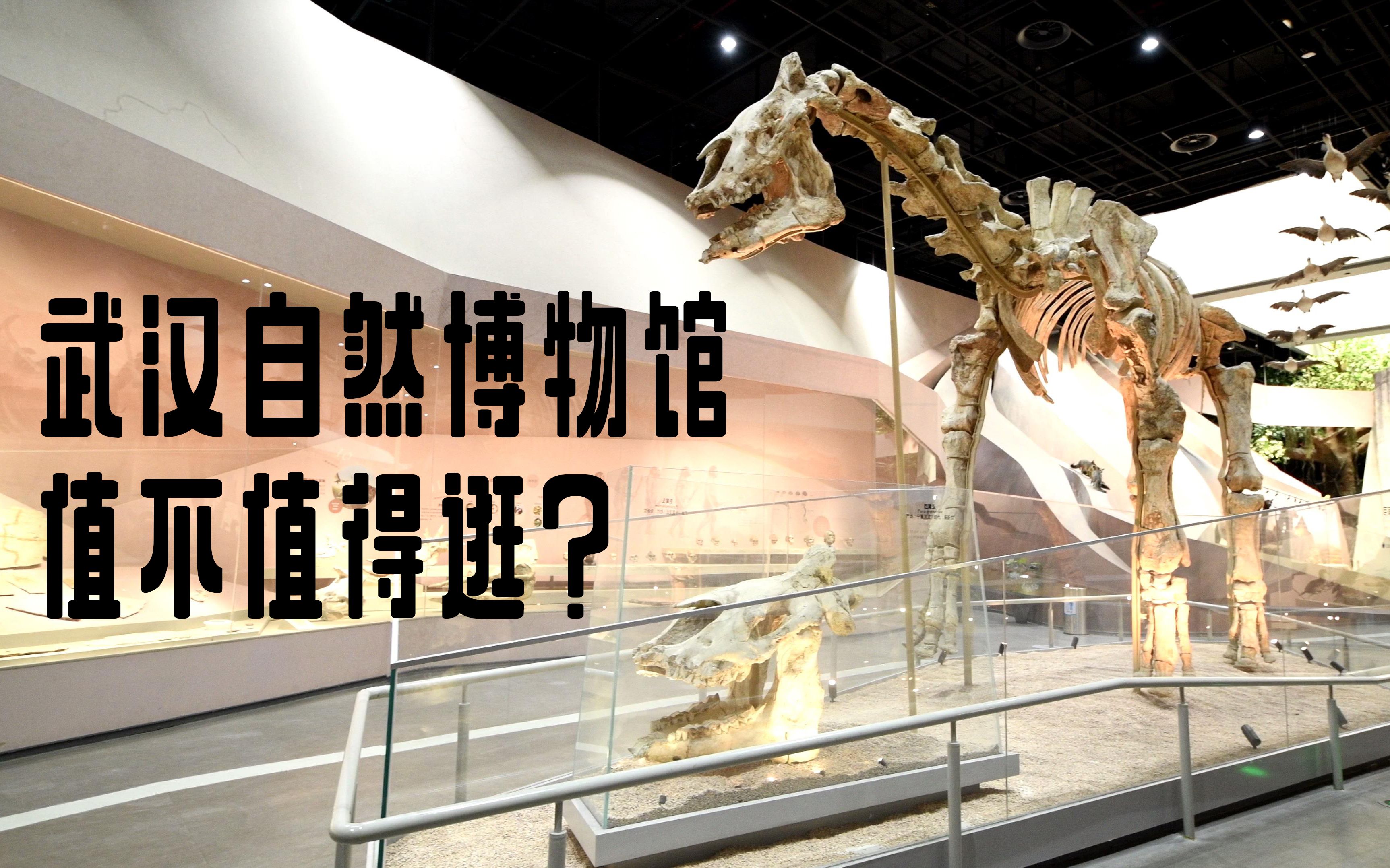 武汉自然博物馆照片图片