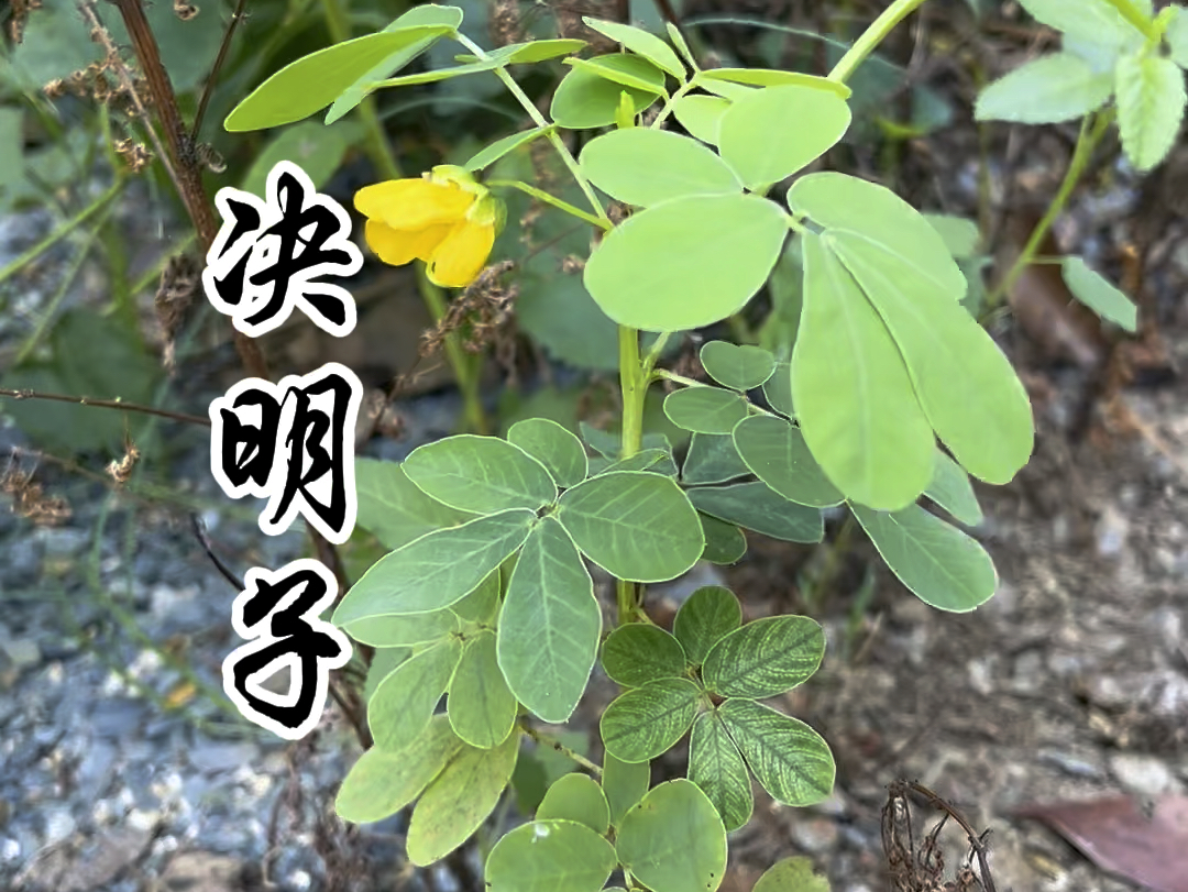 酷似花生的植物,决明子,遇到不要认错了!哔哩哔哩bilibili