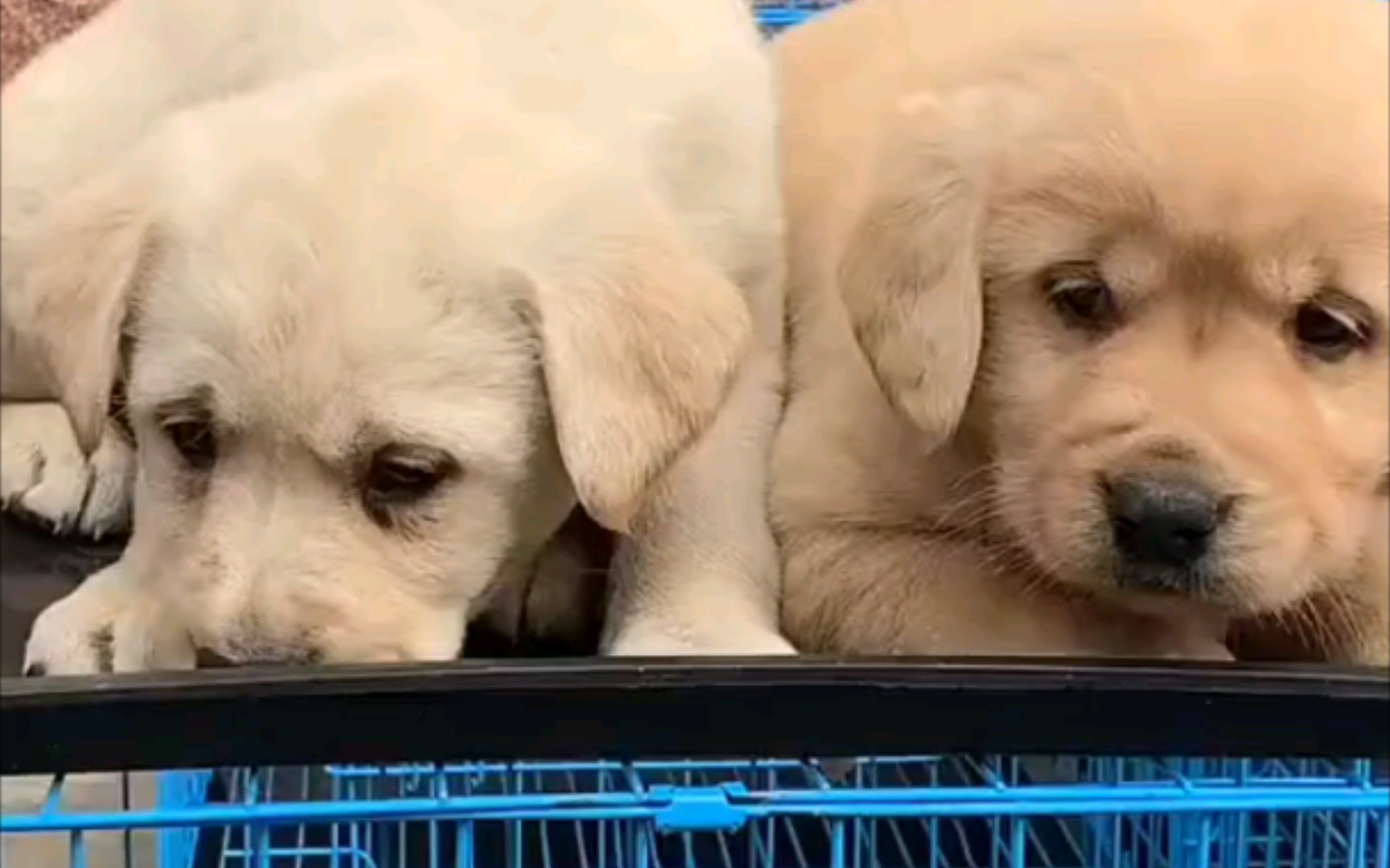 观察萌宠大作战34