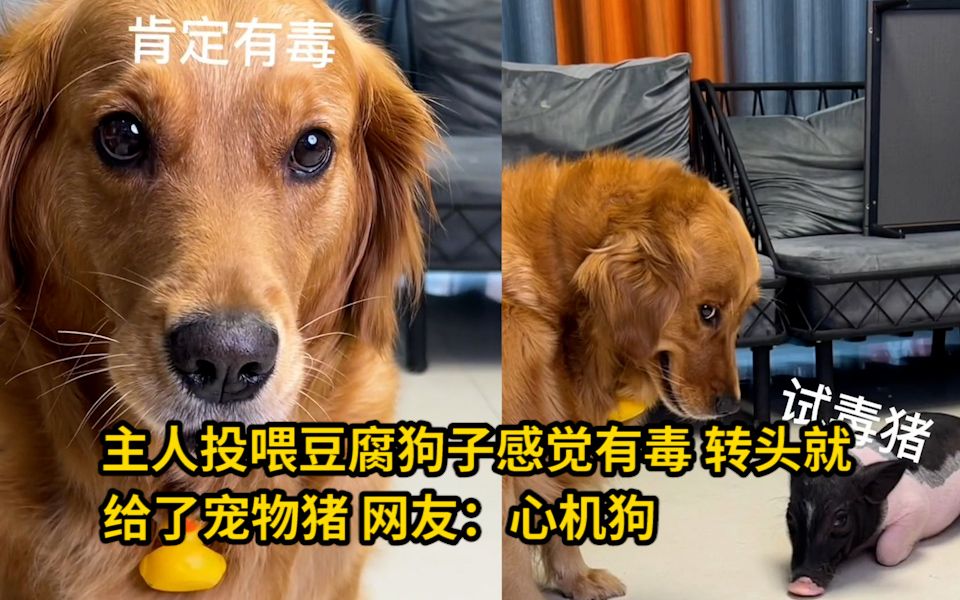 主人投喂豆腐狗子感觉有毒,转头就给了宠物猪 网友:心机狗哔哩哔哩bilibili