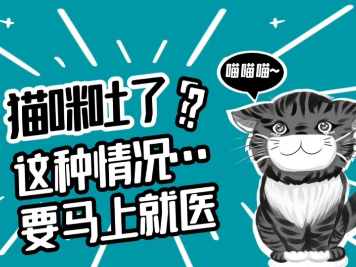 猫咪吐了怎么办?哔哩哔哩bilibili