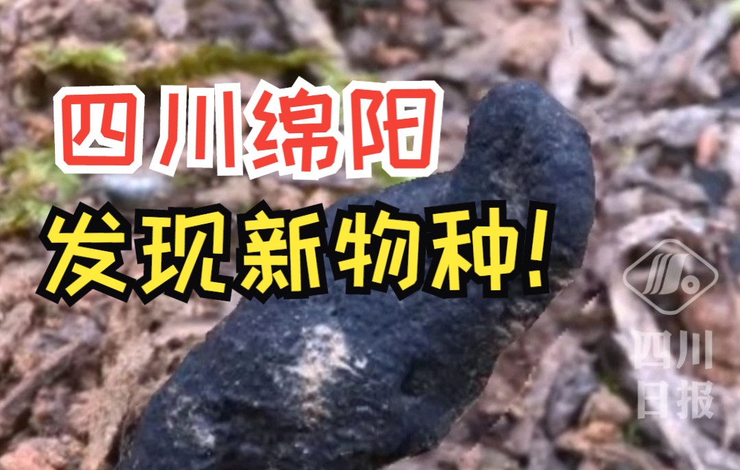 [图]四川发现新物种以绵阳命名！网友：能吃不？教授：建议熬汤