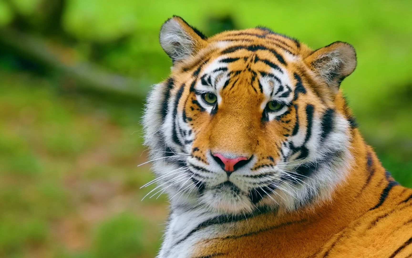 4k hdr 60fps dolby vision - colorfully dynamic animal 杜比视觉