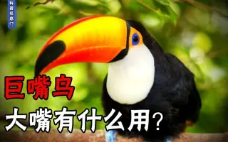大嘴鸟 哔哩哔哩 Bilibili 大嘴鸟 哔哩哔哩 Bilibili