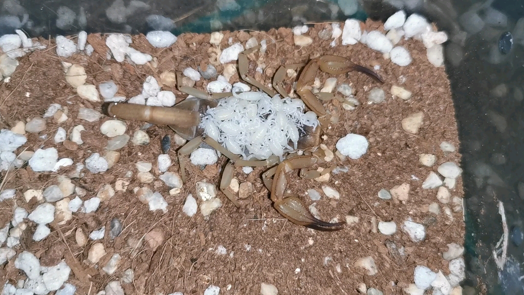 接上一个视频 沙丘蝎生了生了!22个崽崽